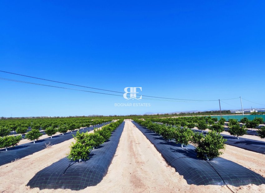 Resale - Country House -
San Miguel de Salinas