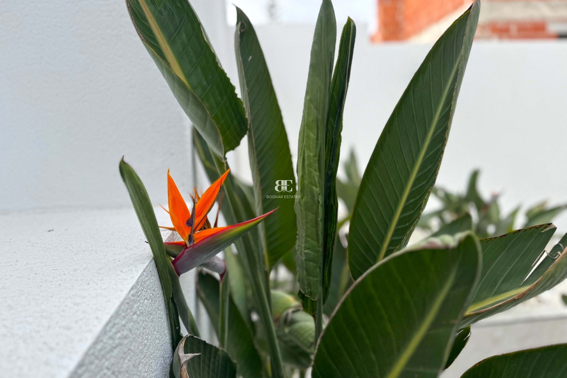 Resale - Villa -
Torrevieja - Los Balcones