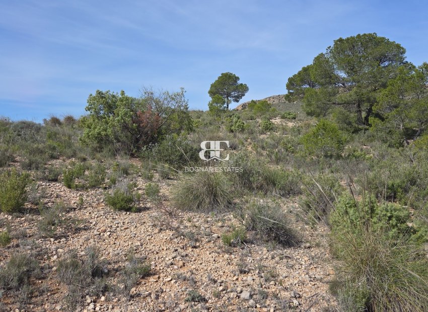 Wiederverkauf - Land -
Yecla