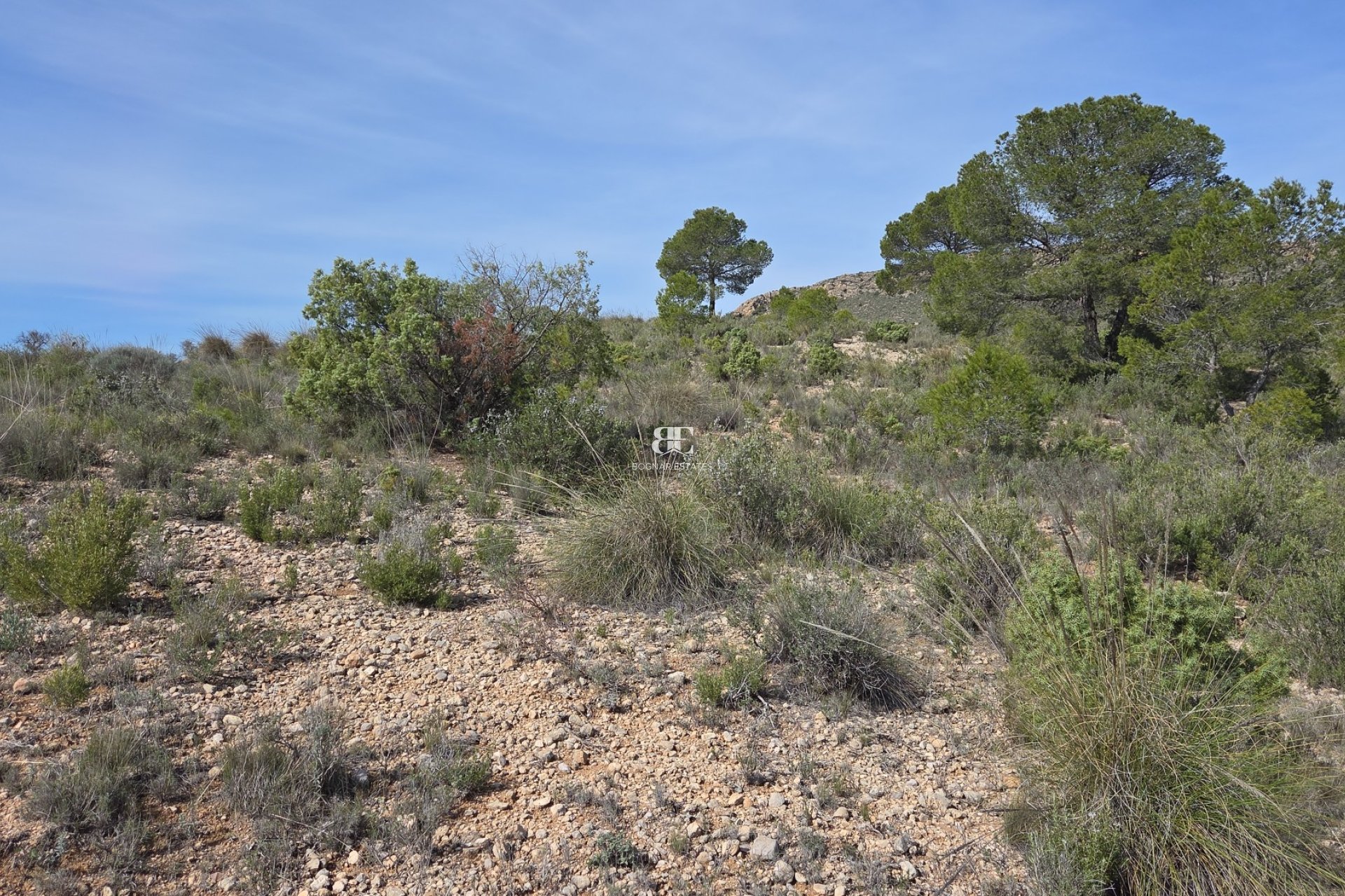 Wiederverkauf - Land -
Yecla