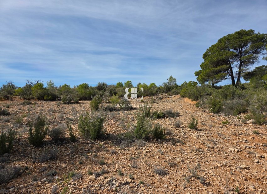 Wiederverkauf - Land -
Yecla